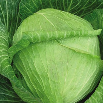 Gunna F1 Beyaz Lahana Fidesi