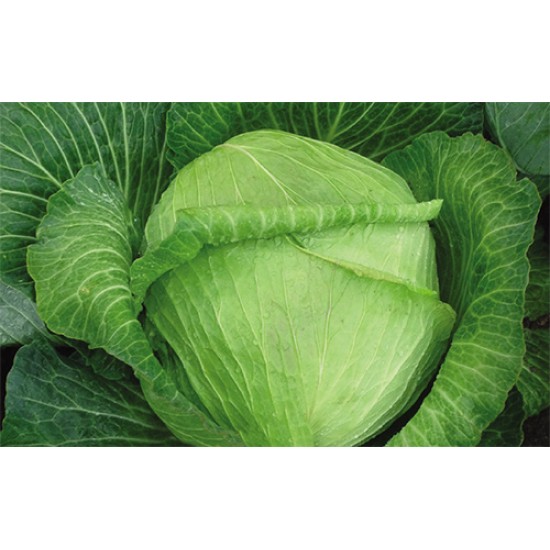 Gunna F1 Beyaz Lahana Fidesi