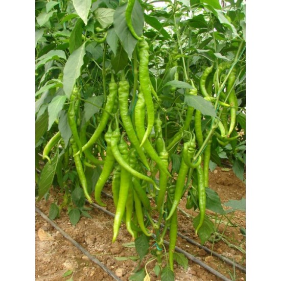 Gurur F1 Sivri Biber Fidesi