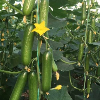 Halis F1 Badem Hıyar Fidesi