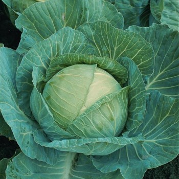 Hera F1 Beyaz Lahana Fidesi