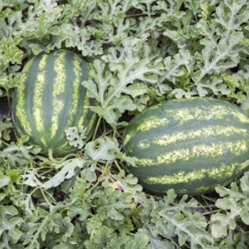 Joker F1 Karpuz Fidesi