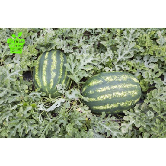 Joker F1 Karpuz Fidesi