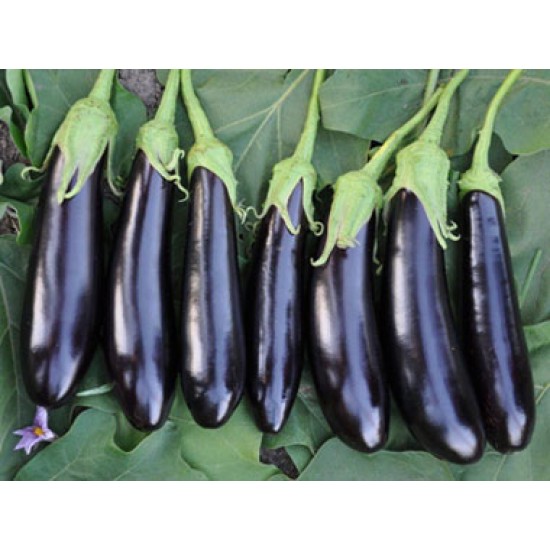 Kadife F1 Patlıcan Fidesi