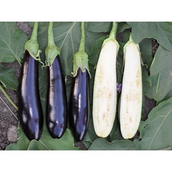 Kadife F1 Patlıcan Fidesi