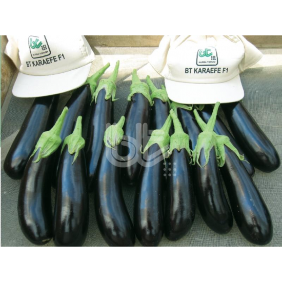 Karaefe F1 Patlıcan Fidesi