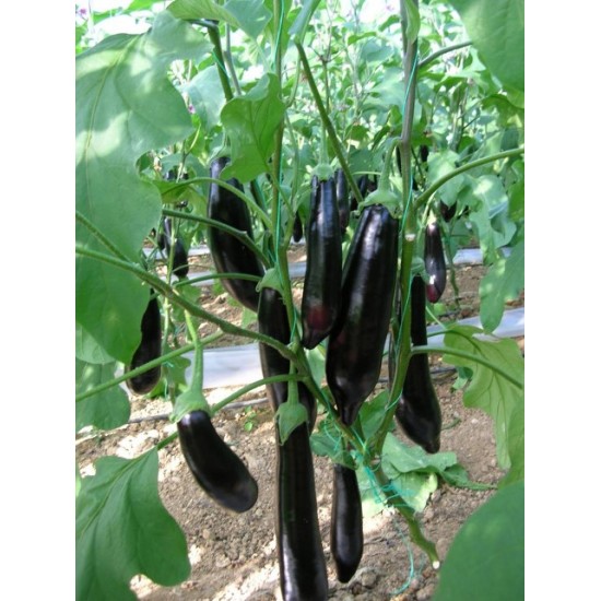 Karahan F1 Patlıcan Fidesi