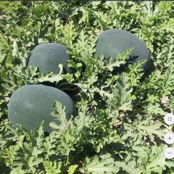 Karain F1 Karpuz Fidesi