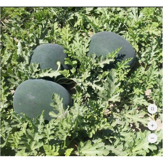 Karain F1 Karpuz Fidesi