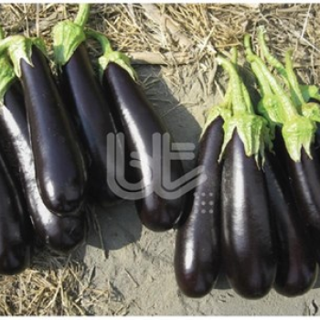 Karanta F1 Patlıcan Fidesi