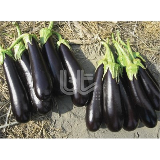 Karanta F1 Patlıcan Fidesi