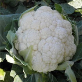 Karnabit F1 Karnabahar Fidesi