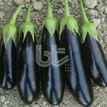 Karnaz F1 Patlıcan Fidesi