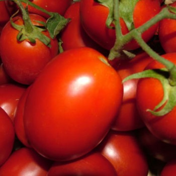Kero F1 Sanayi Tipi Salçalık Domates Fidesi