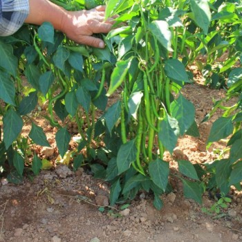 Kılcan F1 Kıl Biber Fidesi