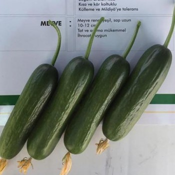 Kıtır F1 Sırık Hıyar Fidesi