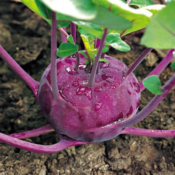 Kolibri F1 Kırmızı Alabaş Fidesi