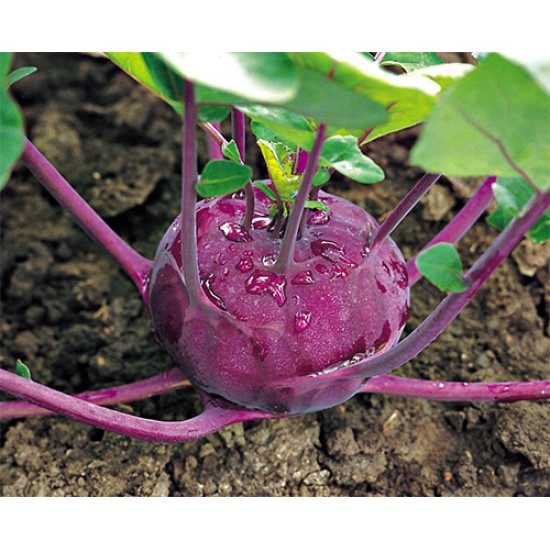 Kolibri F1 Kırmızı Alabaş Fidesi