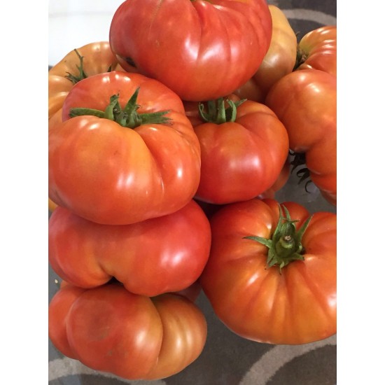 Kuzey Köy F1 – Hibrit Köy Tipi Domates Fidesi