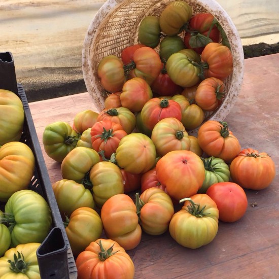 Kuzey Köy F1 – Hibrit Köy Tipi Domates Fidesi