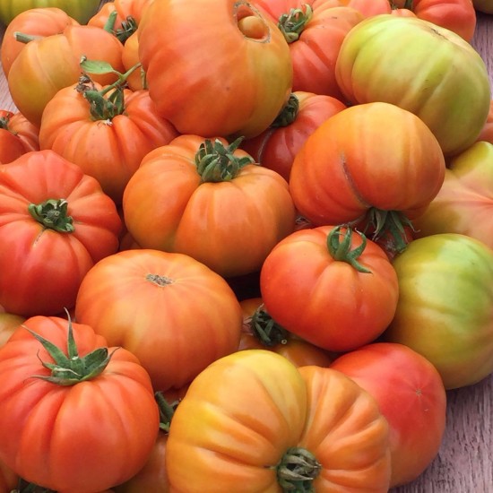 Kuzey Köy F1 – Hibrit Köy Tipi Domates Fidesi