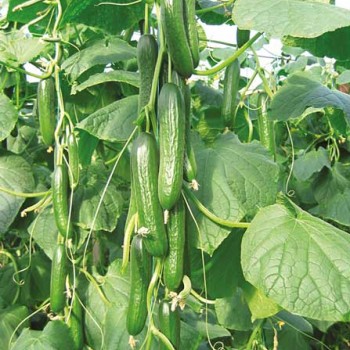 Malazgirt F1 Hıyar Fidesi