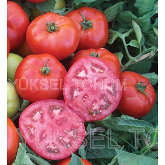 Marmara F1 Oturak Domates Fidesi