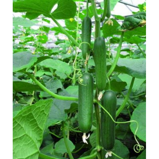 Multistar RZ F1 22-32 Hıyar Fidesi