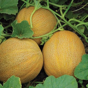 Napolyon F1 Kavun Fidesi