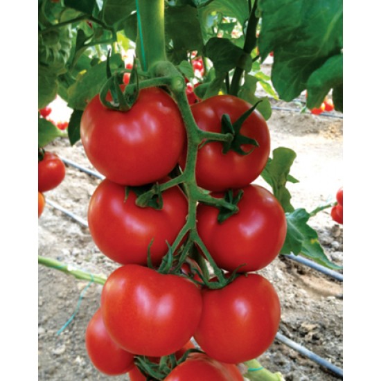 Nazal F1 Sırık Domates Fidesi