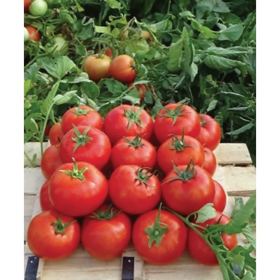 Nergis F1 Oturak Domates Fidesi