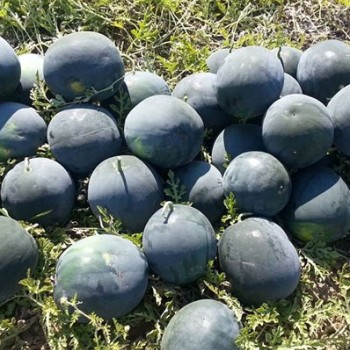 Nostalji F1 Karpuz Fidesi