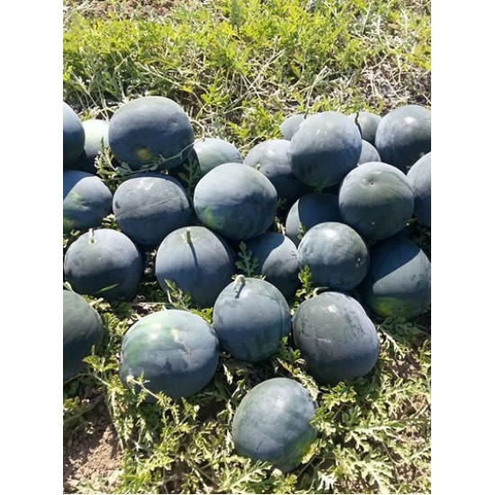 Nostalji F1 Karpuz Fidesi