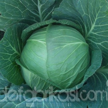 Ören F1 Beyaz Lahana Fidesi