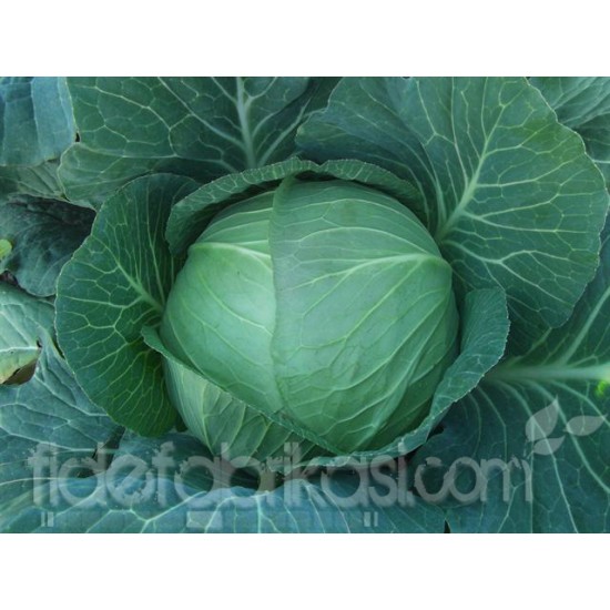 Ören F1 Beyaz Lahana Fidesi