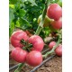 Pink Star F1 Pembe Domates Fidesi