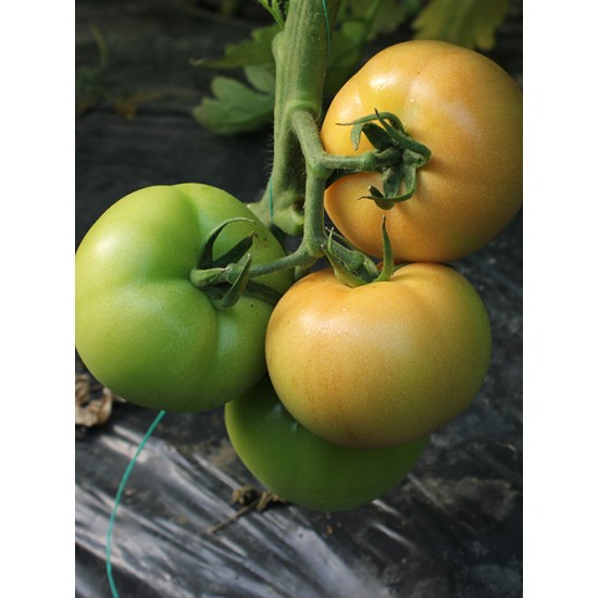 Pink Star F1 Pembe Domates Fidesi