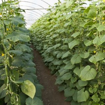 Ptk 40 Silor Hıyar Fidesi