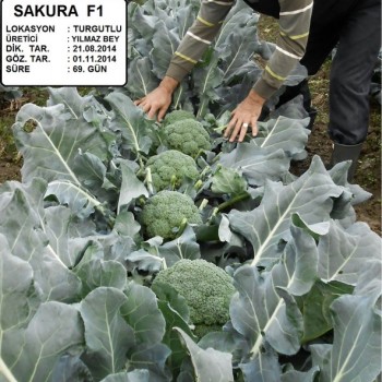 Sakura F1 Brokoli Fidesi