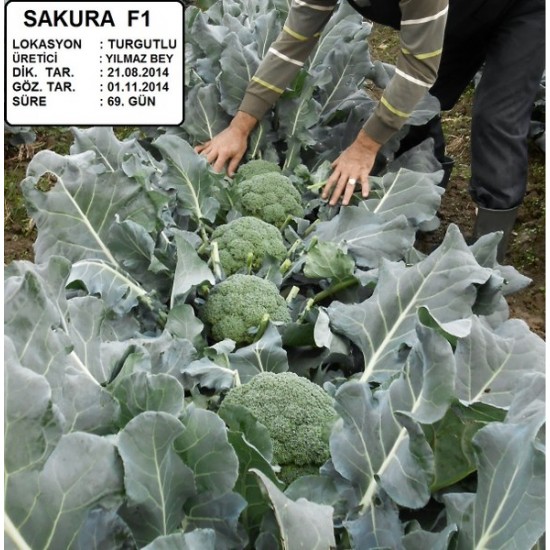 Sakura F1 Brokoli Fidesi