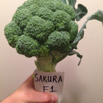 Sakura F1 Brokoli Fidesi
