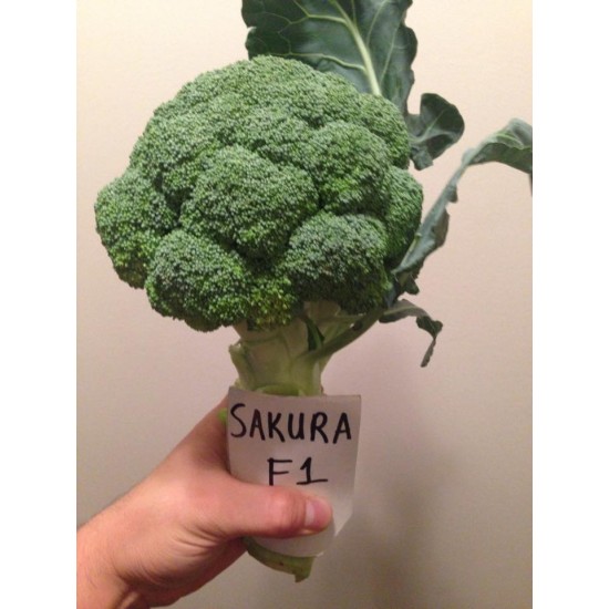 Sakura F1 Brokoli Fidesi