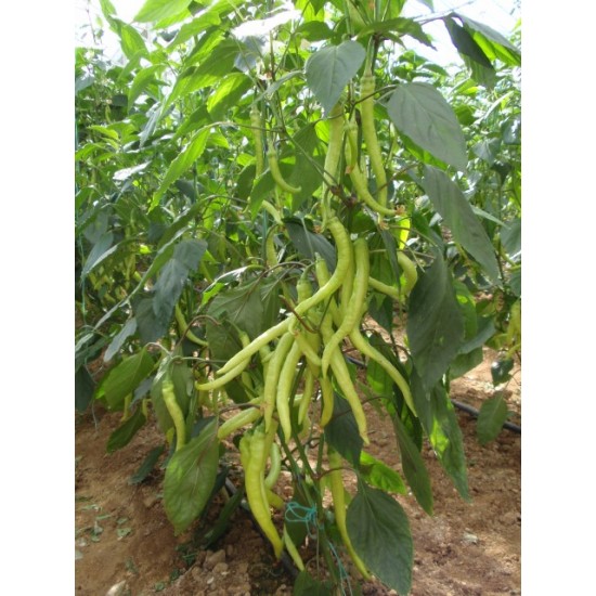 Sarışın F1 Çorbacı Kıl Biber Fidesi