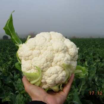 Saros F1 Karnabahar Fidesi