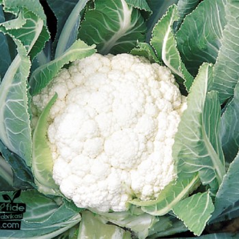 Sevilla F1 Karnabahar Fidesi