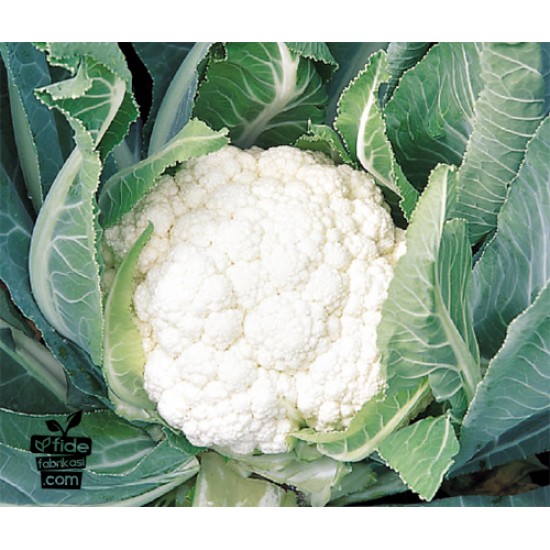 Sevilla F1 Karnabahar Fidesi