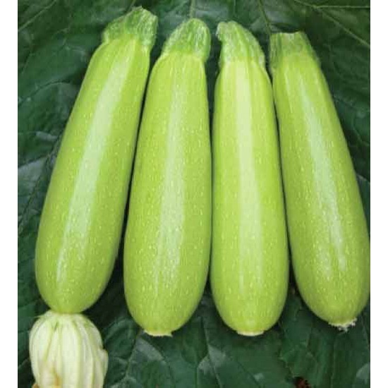 Seyden F1 Kabak Fidesi