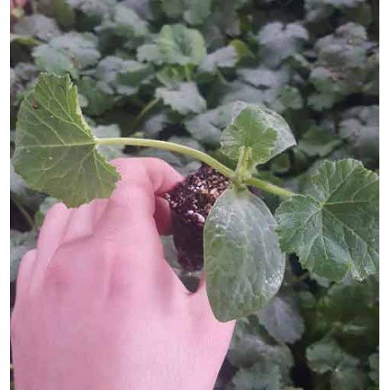 Seyden F1 Kabak Fidesi