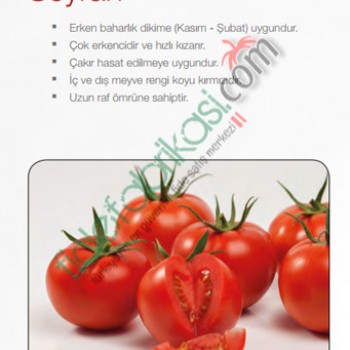 Seyran F1 Domates Fidesi