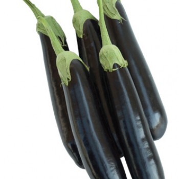 Sicilia F1 Patlıcan Fidesi